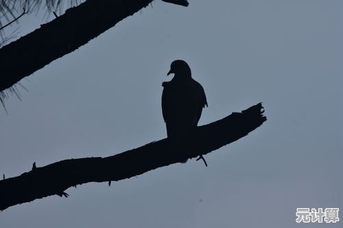 孤独的鸟儿"渴望治愈的你,怎能错过这段暖心邂逅? 孤独的鸟儿"渴望治愈的你,怎能错过这段暖心邂逅?