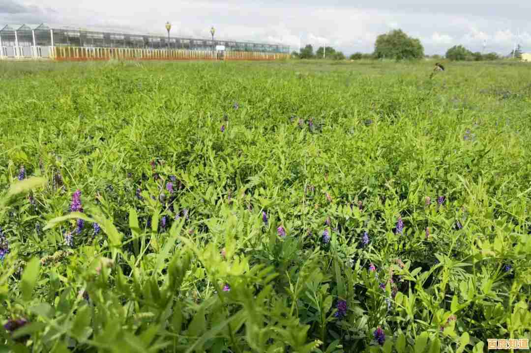 割草也能竞技?牧场割草模拟器》邀你征服对手赢金币! 割草也能竞技?牧场割草模拟器》邀你征服对手赢金币!