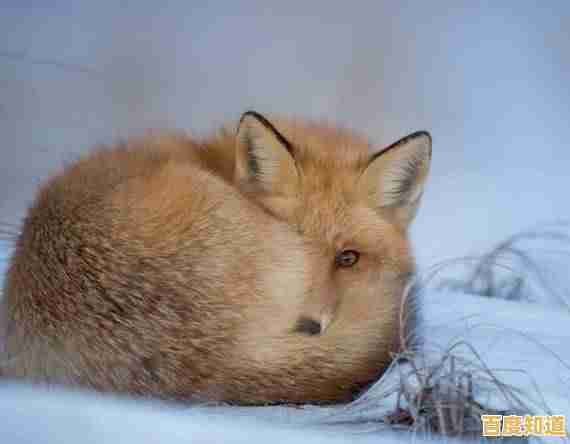 想体验画家与小狐狸的温馨故事?狐姬零》移动端优化让你随时随地沉浸其中! 想体验画家与小狐狸的温馨故事?狐姬零》移动端优化让你随时随地沉浸其中!