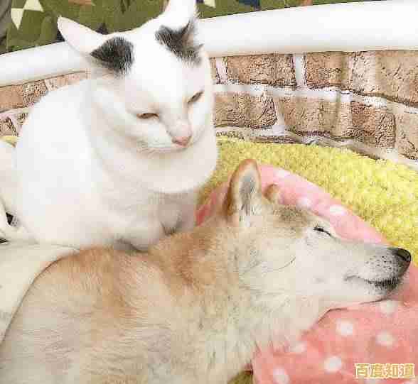 如何用柴犬守护世界?这款《柴犬部队》的基地玩法够独特吗?