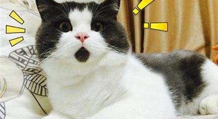 谁说养成游戏只能单调?我的萌宠进化日记》带你的猫咖萌宠去海边度假,不来试试吗? 谁说养成游戏只能单调?我的萌宠进化日记》带你的猫咖萌宠去海边度假,不来试试吗?