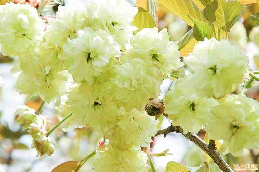 厌倦了单调生活?快来《樱花恋爱手册》开启你的樱花校园之旅! 厌倦了单调生活?快来《樱花恋爱手册》开启你的樱花校园之旅!