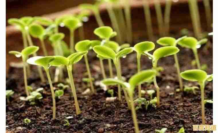 还在为植物大战僵尸金坷垃版的通关阵容发愁？这些搭配让你轻松获胜！