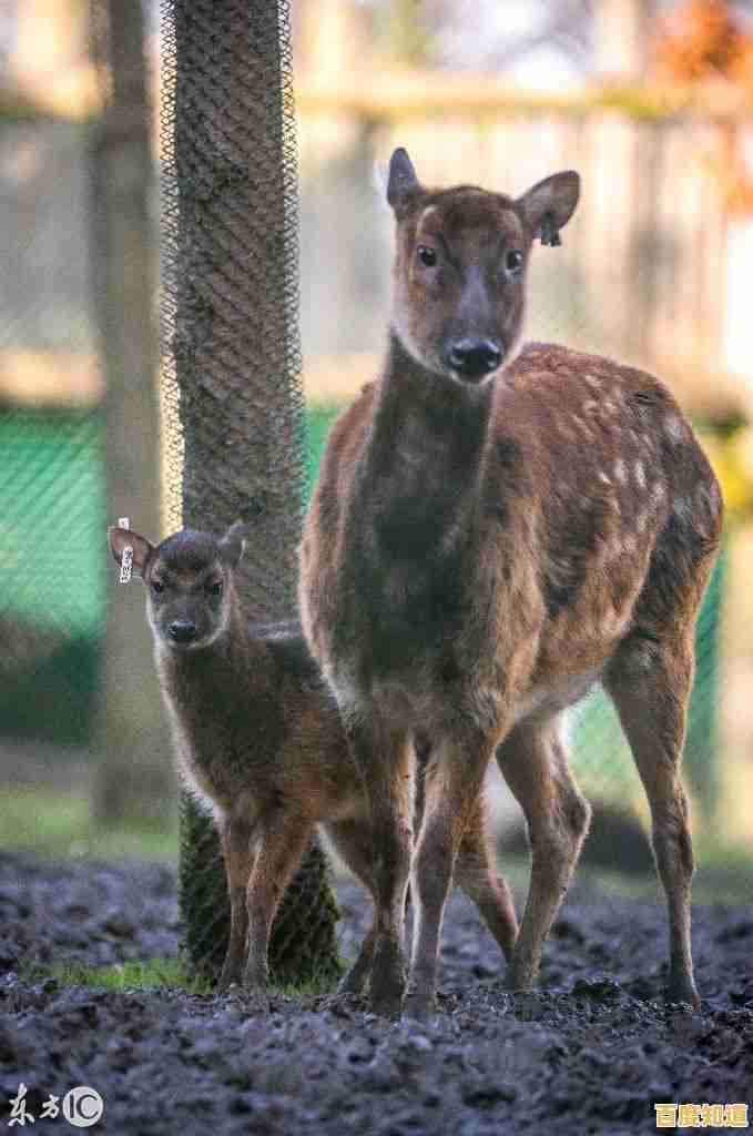 空闲动物园管理员"谁说经营动物园只能枯燥乏味? 空闲动物园管理员"谁说经营动物园只能枯燥乏味?