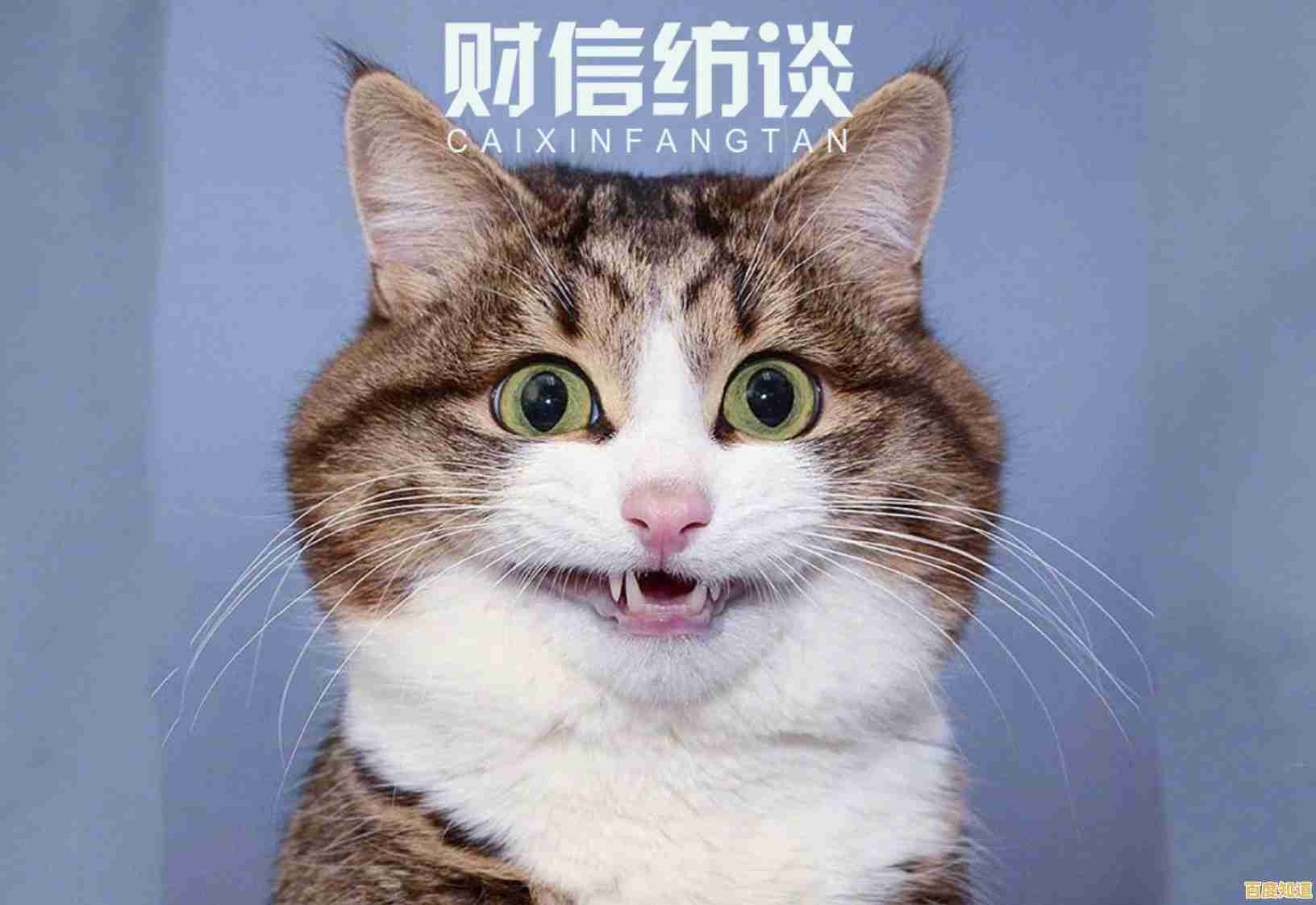 可爱猫咪+多人合作，难道你不想试试《萌猫公园正版》吗？
